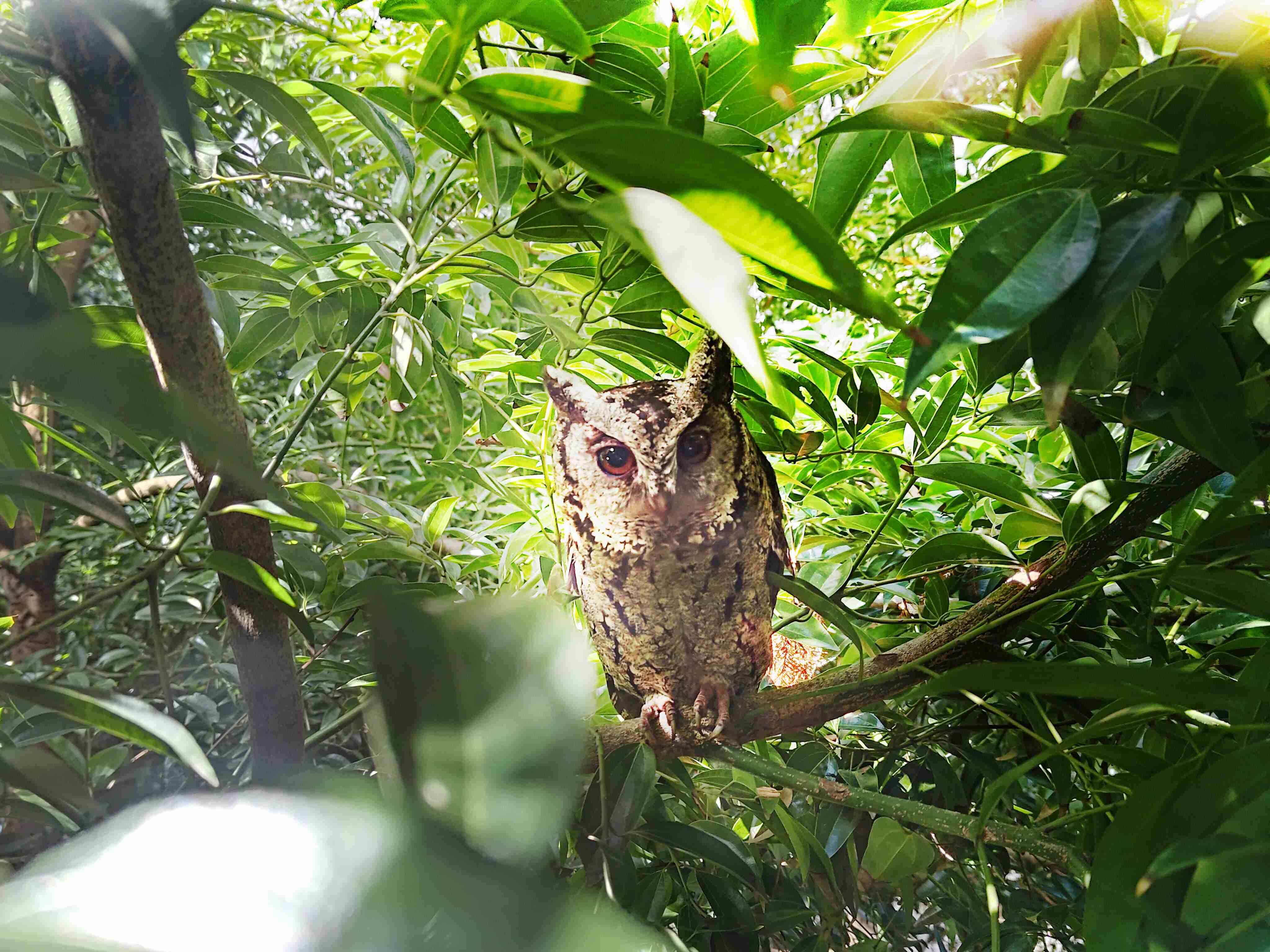 尊龙集团致力提倡净零绿生活，，，，16年以来在全球各厂区植树逾百万棵，，，造就各厂区树木蔚然成林，，犹如森林工厂，，，成为许多生物的栖息地